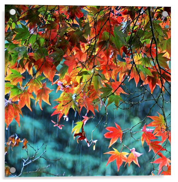Rainy Autumn Acer at Westonbirt Acrylic by Carolyn Eaton