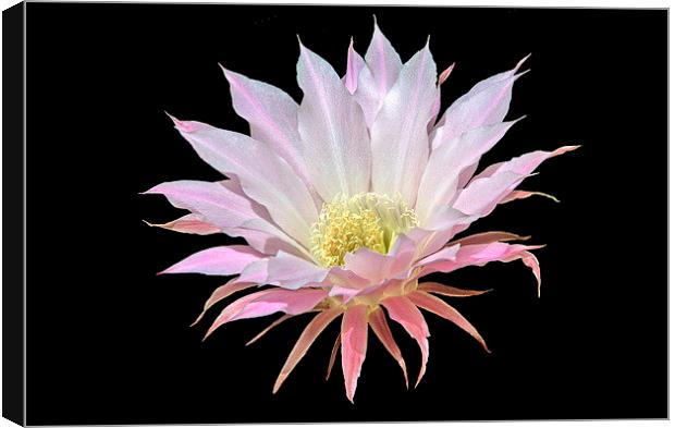 Easter Lily Cactus Canvas Print by Jacqueline Burrell
