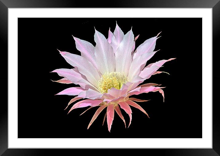 Easter Lily Cactus Framed Mounted Print by Jacqueline Burrell