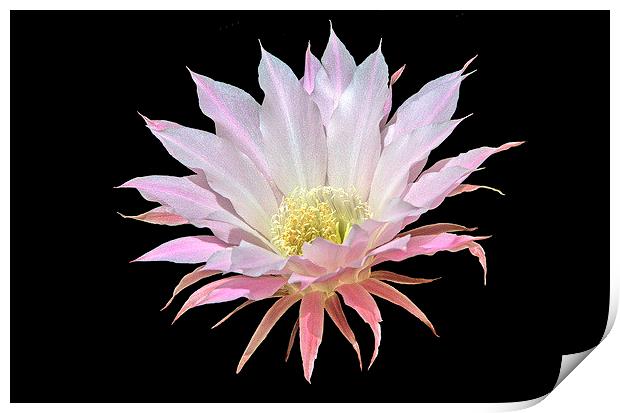Easter Lily Cactus Print by Jacqueline Burrell