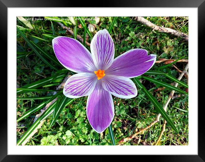 Purple Crocus Framed Mounted Print by Gwion Healy