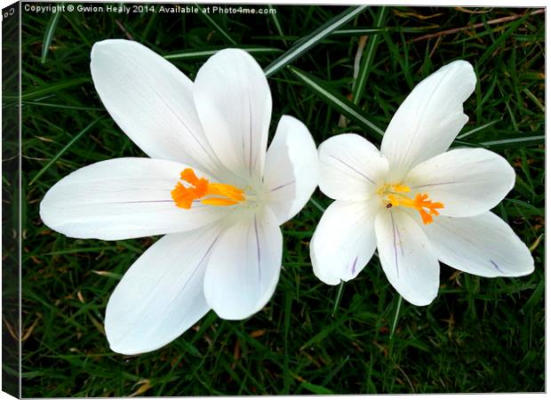 White Crocus Canvas Print by Gwion Healy