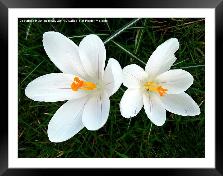 White Crocus Framed Mounted Print by Gwion Healy