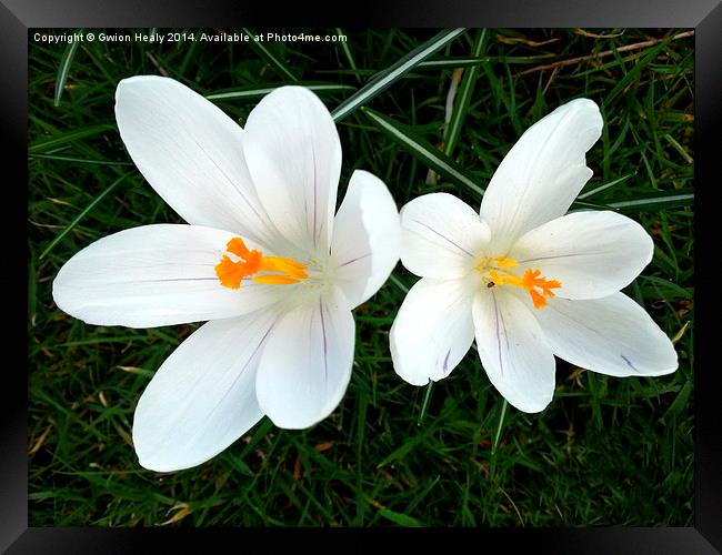 White Crocus Framed Print by Gwion Healy
