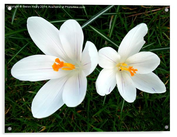 White Crocus Acrylic by Gwion Healy
