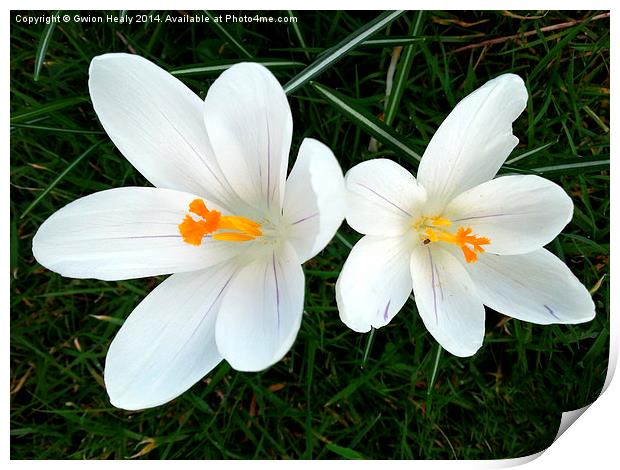 White Crocus Print by Gwion Healy
