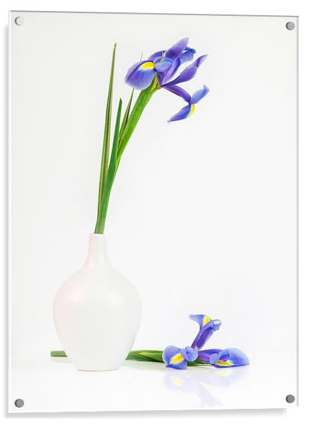 Blue Iris Acrylic by Jenni Cheesman