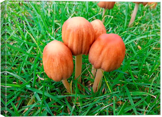 Mushroom family Canvas Print by Gwion Healy