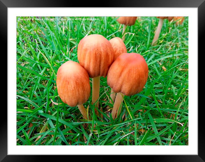 Mushroom family Framed Mounted Print by Gwion Healy