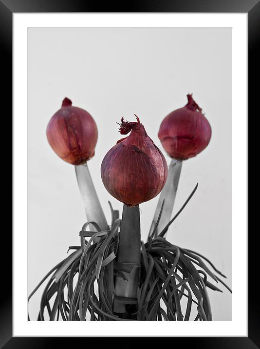 RED ONIONS Framed Mounted Print by David Pacey