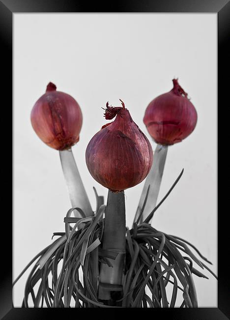 RED ONIONS Framed Print by David Pacey