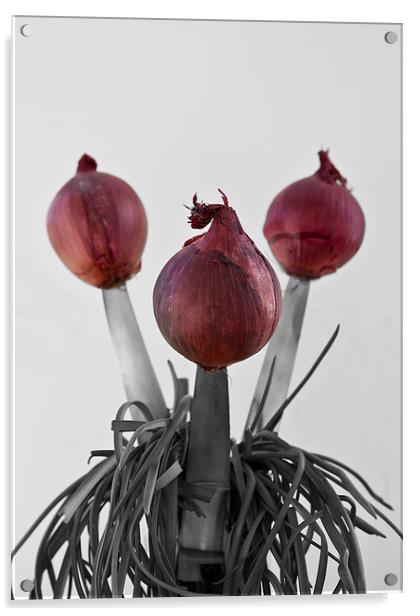 RED ONIONS Acrylic by David Pacey