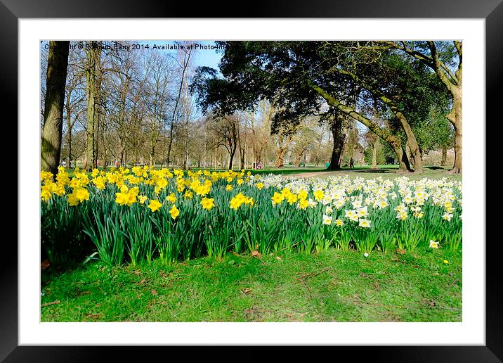 Daffodils in Bute Park Framed Mounted Print by Richard Parry