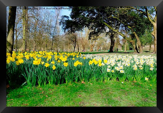 Daffodils in Bute Park Framed Print by Richard Parry