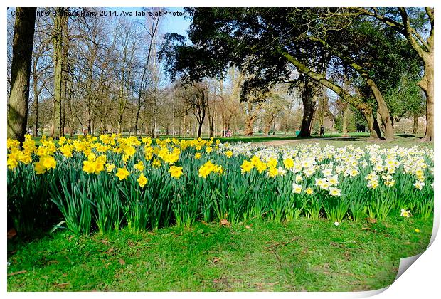 Daffodils in Bute Park Print by Richard Parry