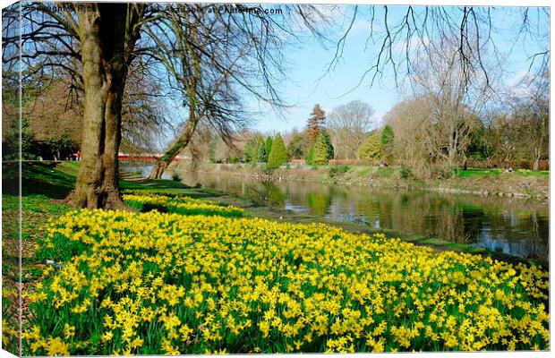 Daffodils on the River Taff Canvas Print by Richard Parry