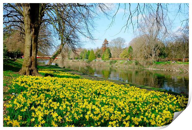 Daffodils on the River Taff Print by Richard Parry