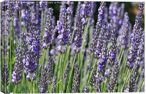 Lavender Canvas Print by Diana Mower