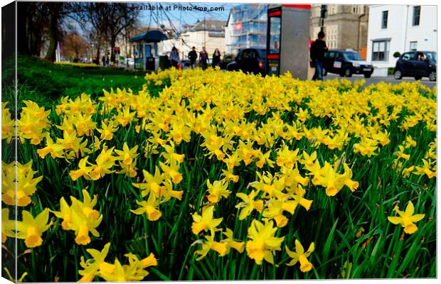 Cardiff Museum Daffodils Canvas Print by Richard Parry