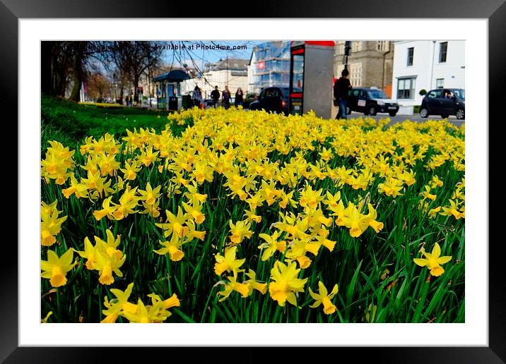 Cardiff Museum Daffodils Framed Mounted Print by Richard Parry