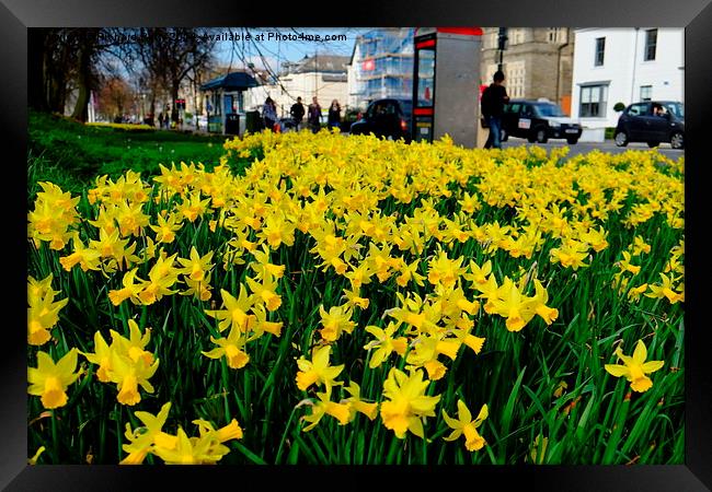 Cardiff Museum Daffodils Framed Print by Richard Parry