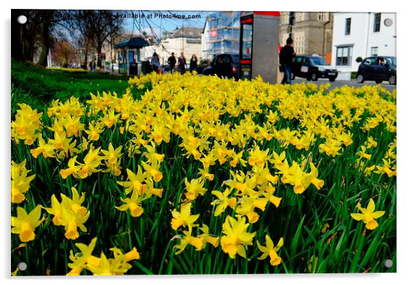 Cardiff Museum Daffodils Acrylic by Richard Parry