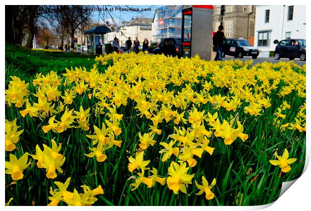 Cardiff Museum Daffodils Print by Richard Parry