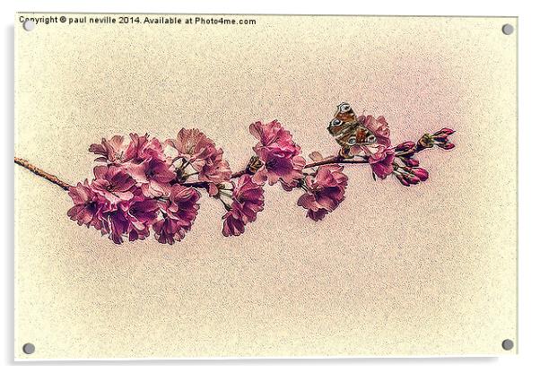 Cherry blossom Acrylic by paul neville