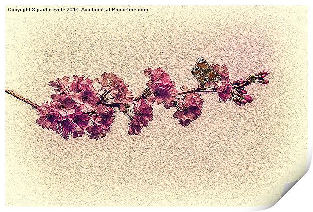 Cherry blossom Print by paul neville