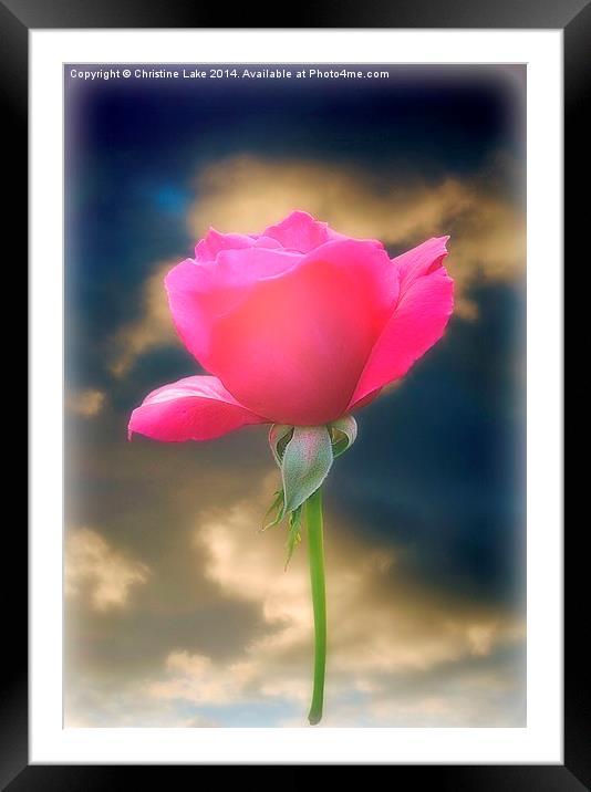 Pink Rose Framed Mounted Print by Christine Lake