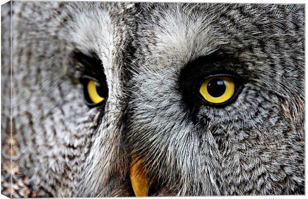 Owl Eyes Canvas Print by Reuben Hastings