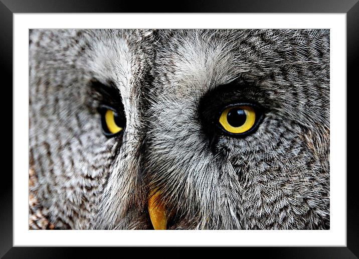 Owl Eyes Framed Mounted Print by Reuben Hastings