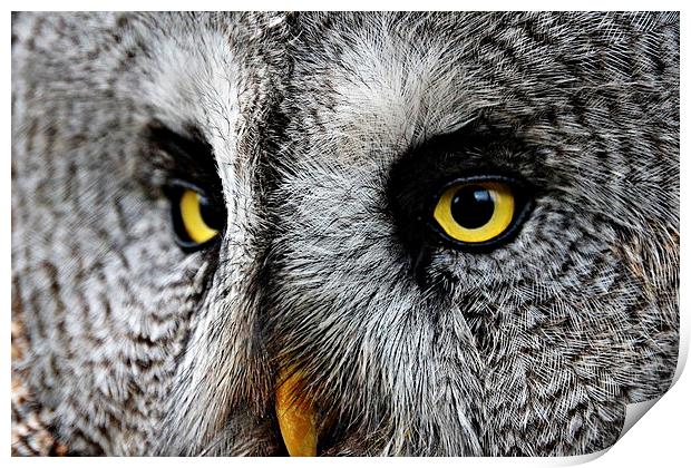 Owl Eyes Print by Reuben Hastings