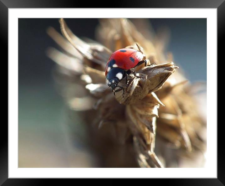 Lady bug Framed Mounted Print by michelle whitebrook