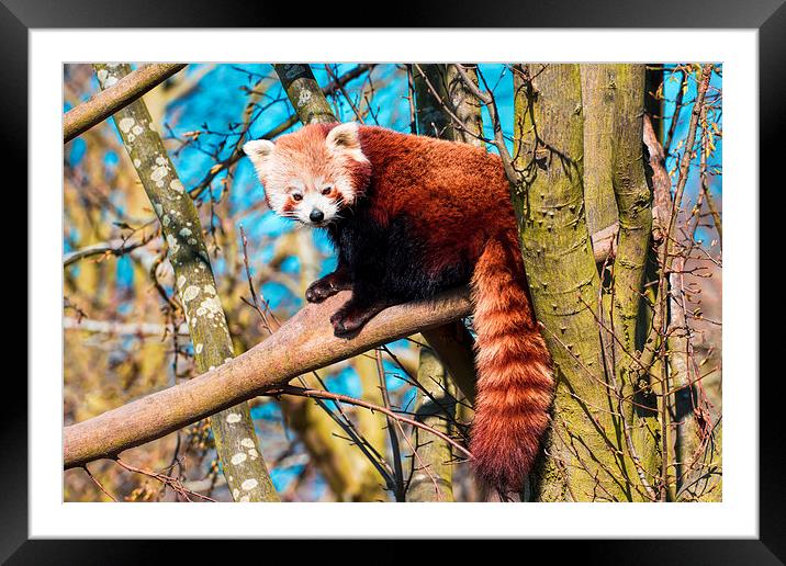Cute cuddly bear - the red panda Framed Mounted Print by Susan Sanger