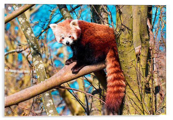 Cute cuddly bear - the red panda Acrylic by Susan Sanger