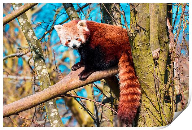 Cute cuddly bear - the red panda Print by Susan Sanger