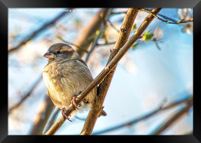 Finch relaxing on cherry tree twig Framed Print by Susan Sanger