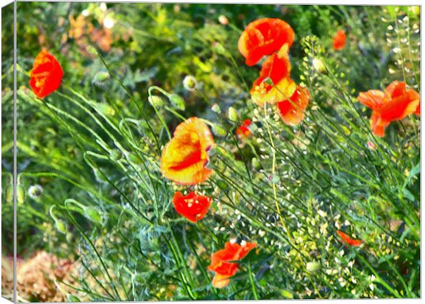 Painted poppies Canvas Print by Erzsebet Bak