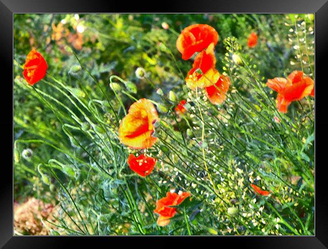 Painted poppies Framed Print by Erzsebet Bak