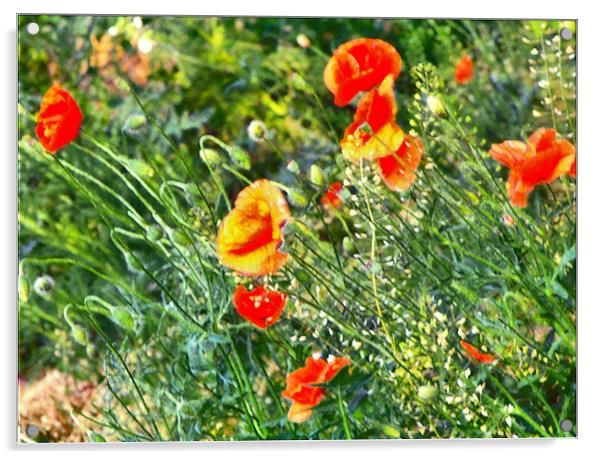 Painted poppies Acrylic by Erzsebet Bak