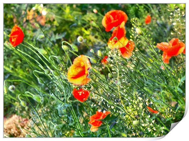 Painted poppies Print by Erzsebet Bak