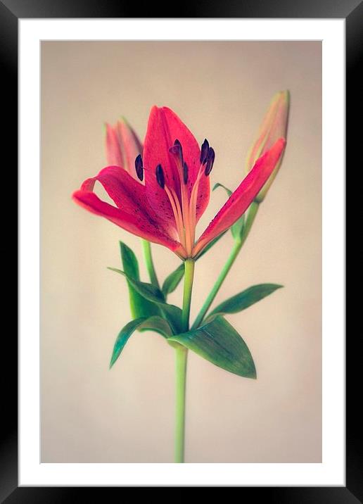 Red Orange Lily Flower Framed Mounted Print by ann stevens