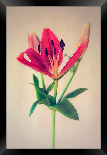 Red Orange Lily Flower Framed Print by ann stevens