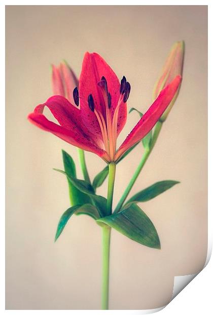 Red Orange Lily Flower Print by ann stevens