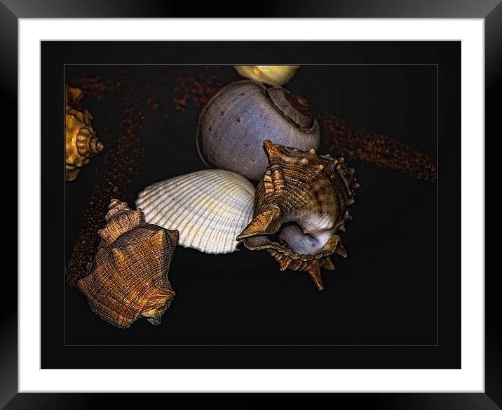SHELL Framed Mounted Print by Jovan Miric