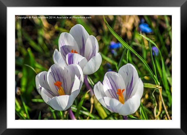 Crocus in focus Framed Mounted Print by Paul Madden