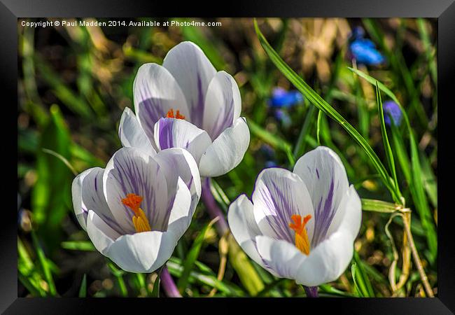 Crocus in focus Framed Print by Paul Madden