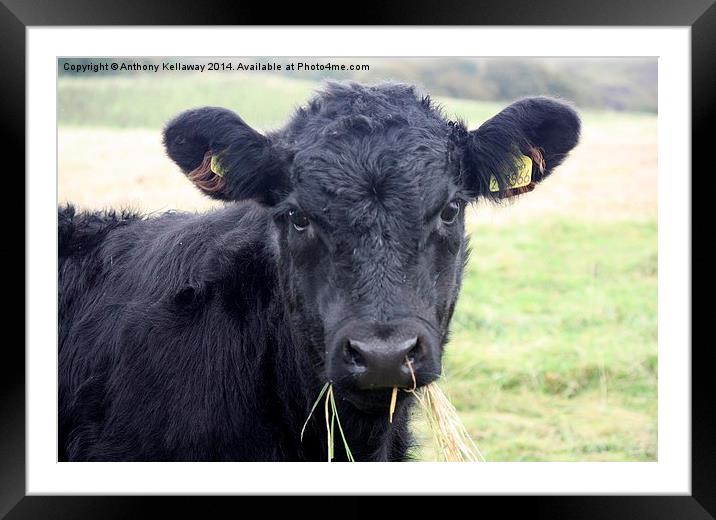 CALF EATING Framed Mounted Print by Anthony Kellaway