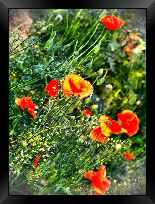 Poppies on meadow Framed Print by Erzsebet Bak